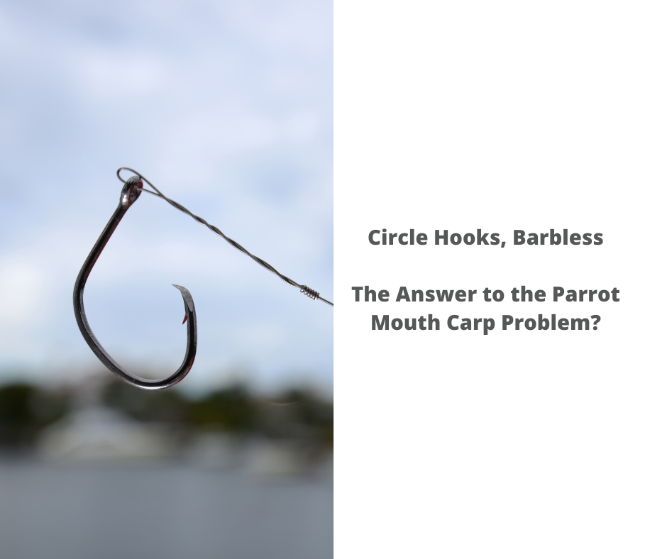 Circle Hooks, Barbless - The Answer to the Parrot Mouth Carp Problem?